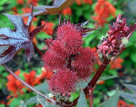 Fushi Bio Ricinus Olaj 250ml