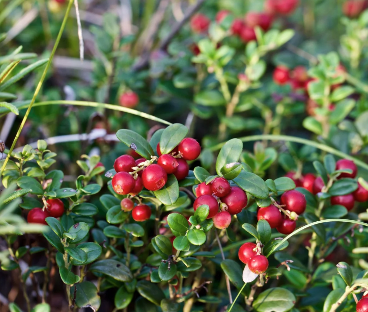 Arctic Power Berries - Vad Vörös Áfonya Por 70g