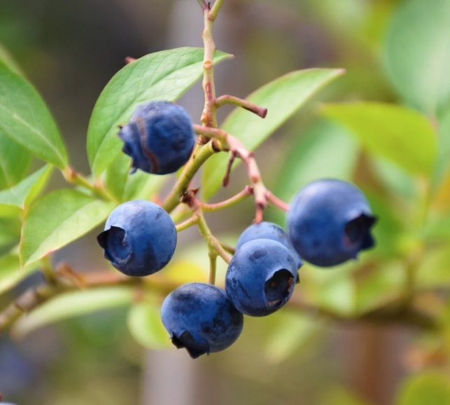 Arctic Power Berries - Vad Erdei Áfonya Por 70g