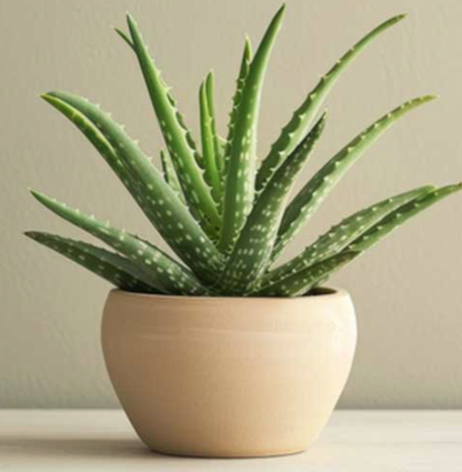 Fushi Bio Aloe Vera Gél 150ml