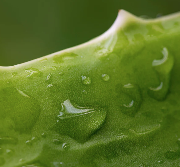 Fushi Bio Aloe Vera Gél 150ml