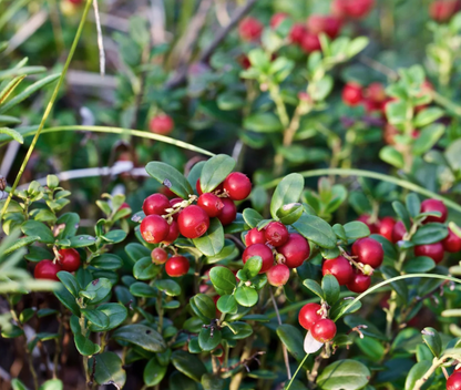 Arctic Power Berries - Vad Vörös Áfonya Por 70g
